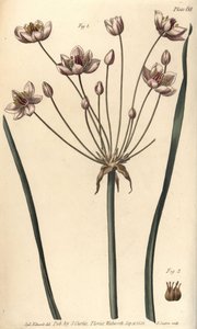 फ्लावरिंग रश, ब्यूटोमस umbellatus, Hexagynia, hermaphrodite Flower 1 और pistilla 2. वानस्पतिक उद्यान में दिए गए विलियम कर्टिस के व्याख्यान के लिए सिडेनहैम एडवर्ड्स द्वारा एक वनस्पति चित्रण के F. Sansom द्वारा उत्कीर्ण हाथ के रंग का कॉपरप्लेट, जैसा कि बॉटैन द्वारा सिडेनहैम टीस्ट एडवर्ड्स