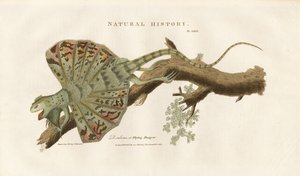  द्वारा सिडेनहैम टीस्ट एडवर्ड्स