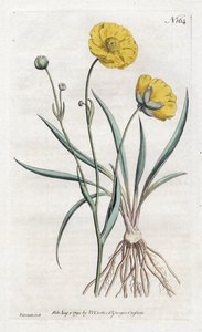 ग्रासलीफ बटरकप - विलियम कर्टिस बॉटनिकल मैगज़ीन (1746-1799) से सिडेनहैम एडवर्ड्स (1768-1819) द्वारा लिथोग्राफी द्वारा सिडेनहैम टीस्ट एडवर्ड्स