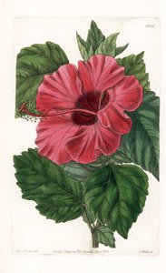 हिबिस्कस चीन से गुलाब - इंग्लैंड के सिडेनहैम एडवर्ड्स (1768-1819) के बॉटनिकल रजिस्टर से सारा ऐनी ड्रेक (1803-1857) के एक चित्रण से एस। वाट्स द्वारा उकेरा गया। द्वारा सिडेनहैम टीस्ट एडवर्ड्स