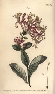हनीसकल, लोनीसेरा कैप्रिफोलियम, मोनोगिनिया। वनस्पति विज्ञान पर विलियम कर्टिस के व्याख्यान के लिए सिडेनहैम एडवर्ड्स द्वारा एक वनस्पति चित्रण के एफ। सेन्सॉम द्वारा उत्कीर्ण हाथ के रंग का ताम्रपत्र, जैसा कि लैम्बेथ में बॉटैनिकल गार्डन में दिया गया है