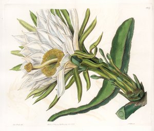 Hylocereus फूल, एपिफाइटिक कैक्टस की विविधता - इंग्लैंड के सिडेनहैम एडवर्ड्स (1768-1819) के बॉटनिकल रजिस्टर से सारा ऐनी ड्रेक (1803-1857) के एक चित्रण से एस। वाट्स द्वारा उकेरी गई प्लेट द्वारा सिडेनहैम टीस्ट एडवर्ड्स