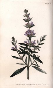 Hyssop या ऑफिसिनल hyssop। रंगीन तांबे की नक्काशी, लैम्बेथ (इंग्लैंड) के बॉटनिकल गार्डन, बॉटनिकल गार्डन के सम्मेलनों के लिए सिडेनहैम एडवर्ड्स (1768-1819) द्वारा चित्रण द्वारा सिडेनहैम टीस्ट एडवर्ड्स