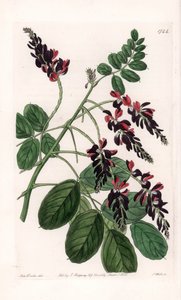 इंडिगोफेरा वैराइटी - इंग्लैंड के सिडेनहैम एडवर्ड्स (1768-1819) के बॉटनिकल रजिस्टर से सारा ऐनी ड्रेक (1803-1857) के एक चित्रण से एस। वाट्स द्वारा उकेरी गई प्लेट द्वारा सिडेनहैम टीस्ट एडवर्ड्स