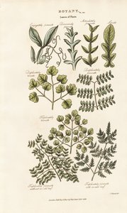  द्वारा सिडेनहैम टीस्ट एडवर्ड्स