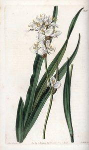 लिबर्टिया, चिली के लिए स्थानिक - इंग्लैंड के सिडेनहैम एडवर्ड्स (1768-1819) के बॉटनिकल रजिस्टर से सारा ऐनी ड्रेक (1803-1857) के एक चित्रण से एस। वाट्स द्वारा उकेरा गया। द्वारा सिडेनहैम टीस्ट एडवर्ड्स