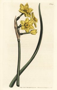 Narcissus एक गुलदस्ता गुच्छा-फूल वाले डैफोडिल, Narcissus tazetta subsp। ऑरियस (डैफोडिल-सुगंधित नार्सिसस, नार्सिसस बिफ्रोन) - विलियम कर्टिस के बॉटनिकल मागा से सिडेनहैम एडवर्ड्स द्वारा एक चित्रण के बाद एफ। सनसोम जूनियर द्वारा उत्कीर्ण हाथ के रंग का कॉपरप्लेट द्वारा सिडेनहैम टीस्ट एडवर्ड्स