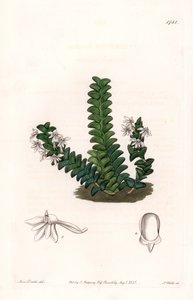 ऑर्किड: एंग्रेकम किस्म, इक्वेटोरियल अफ्रीका का मूल निवासी - एस। वाट्स द्वारा उकेरी गई प्लेट, सारा ऐनी ड्रेक (1803-1857) के चित्रण से, इंग्लैंड के सिडेनहैम एडवर्ड्स (1768-1819) के बॉटनिकल रजिस्टर से। द्वारा सिडेनहैम टीस्ट एडवर्ड्स