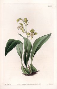 आर्किड: मैक्सिलरी ए बंच - इंग्लैंड के सिडेनहैम एडवर्ड्स (1768-1819) के बॉटनिकल रजिस्टर से सारा ऐनी ड्रेक (1803-1857) के एक चित्रण से एस। वाट्स द्वारा उत्कीर्ण बोर्ड। द्वारा सिडेनहैम टीस्ट एडवर्ड्स