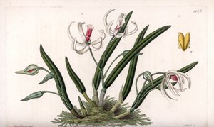 आर्किड: लेप्टोट्स की लघु किस्म - इंग्लैंड के सिडेनहैम एडवर्ड्स (1768-1819) के बॉटनिकल रजिस्टर से सारा ऐनी ड्रेक (1803-1857) के एक चित्रण से एस। वाट्स द्वारा उकेरी गई प्लेट द्वारा सिडेनहैम टीस्ट एडवर्ड्स
