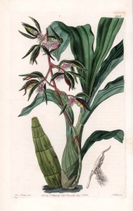 आर्किड: सिडेनहैम एडवर्ड्स (1768-1819), इंग्लैंड के बॉटनिकल रजिस्टर से सारा ऐनी ड्रेक (1803-1857) के एक दृष्टांत से, दाढ़ी वाले कैटसेटम की विविधता, जिसे एस। वाट्स द्वारा उकेरा गया है। द्वारा सिडेनहैम टीस्ट एडवर्ड्स
