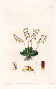 आर्किड: एपिडेन्ड्रे की विविधता - इंग्लैंड के सिडेनहैम एडवर्ड्स (1768-1819) के बॉटनिकल रजिस्टर से सारा ऐनी ड्रेक (1803-1857) के एक चित्रण से एस। वाट्स द्वारा उकेरी गई प्लेट द्वारा सिडेनहैम टीस्ट एडवर्ड्स