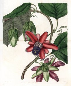 पैशन वैराइटी - इंग्लैंड के सिडेनहैम एडवर्ड्स (1768-1819) के बॉटनिकल रजिस्टर से सारा ऐनी ड्रेक (1803-1857) के एक चित्रण से एस। वाट्स द्वारा उकेरी गई प्लेट द्वारा सिडेनहैम टीस्ट एडवर्ड्स