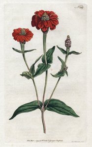 पेरुवियन झिननिया या ब्रेसीन - विलियम कर्टिस (1746-1799) द्वारा बॉटनिकल मैगज़ीन से सिडेनहैम एडवर्ड्स (1768-1819) द्वारा लिथोग्राफी द्वारा सिडेनहैम टीस्ट एडवर्ड्स