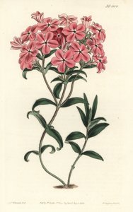 Phlox de la Caroline या Jaume Saint Hilaire - Fraser's Hairy Phlox, Phlox amoena। विलियम कर्टिस की बॉटनिकल मैगज़ीन, टी. कर्टिस, लंदन से सिडेनहैम एडवर्ड्स के एक चित्रण के बाद एफ. सनसोम जूनियर द्वारा उत्कीर्ण हाथ के रंग का ताम्रपत्र द्वारा सिडेनहैम टीस्ट एडवर्ड्स