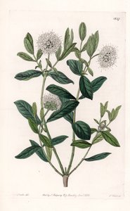 पिमेलिया वैराइटी - इंग्लैंड के सिडेनहैम एडवर्ड्स (1768-1819) के बॉटनिकल रजिस्टर से सारा ऐनी ड्रेक (1803-1857) के एक चित्रण से एस। वाट्स द्वारा उकेरी गई प्लेट द्वारा सिडेनहैम टीस्ट एडवर्ड्स