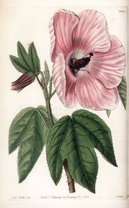 पिंक हिबिस्कस - इंग्लैंड के सिडेनहैम एडवर्ड्स (1768-1819) के बॉटनिकल रजिस्टर से सारा ऐनी ड्रेक (1803-1857) के एक चित्रण से एस। वाट्स द्वारा उकेरी गई प्लेट द्वारा सिडेनहैम टीस्ट एडवर्ड्स