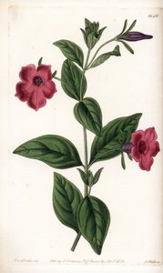 बैंगनी फूल पेटुनिया - इंग्लैंड के सिडेनहैम एडवर्ड्स (1768-1819) के बॉटनिकल रजिस्टर से सारा ऐनी ड्रेक (1803-1857) के एक चित्रण से एस। वाट्स द्वारा उकेरी गई प्लेट द्वारा सिडेनहैम टीस्ट एडवर्ड्स