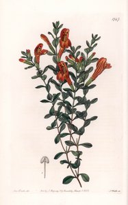रेड क्लिनोपोड वैराइटी - इंग्लैंड के सिडेनहैम एडवर्ड्स (1768-1819) के बॉटनिकल रजिस्टर से सारा ऐनी ड्रेक (1803-1857) के एक चित्रण से एस। वाट्स द्वारा उकेरा गया। द्वारा सिडेनहैम टीस्ट एडवर्ड्स