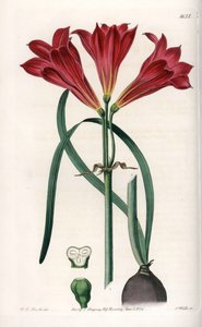 Rodophiale bifide - इंग्लैंड के सिडेनहैम एडवर्ड्स (1768-1819) के बॉटनिकल रजिस्टर से सारा ऐनी ड्रेक (1803-1857) के एक चित्रण के आधार पर, S.Watts द्वारा उत्कीर्ण बोर्ड द्वारा सिडेनहैम टीस्ट एडवर्ड्स