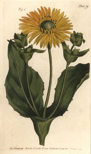 Silphium या rosinweed, Silphium asteriscus, Polygamia nessaria। वनस्पति विज्ञान पर विलियम कर्टिस के व्याख्यान के लिए सिडेनहैम एडवर्ड्स द्वारा एक वनस्पति चित्रण के एफ। सेन्सॉम द्वारा उत्कीर्ण हाथ के रंग का ताम्रपत्र, जैसा कि लैम्बेथ में बॉटैनिकल गार्डन में  द्वारा सिडेनहैम टीस्ट एडवर्ड्स