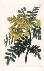 दक्षिण अमेरिकी सोफोरा किस्म - इंग्लैंड के सिडेनहैम एडवर्ड्स (1768-1819) के बॉटनिकल रजिस्टर से सारा ऐनी ड्रेक (1803-1857) के एक चित्रण से, एस। वाट्स द्वारा उकेरा गया। द्वारा सिडेनहैम टीस्ट एडवर्ड्स