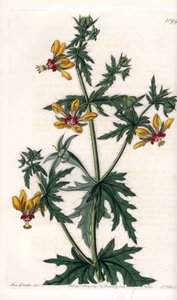 स्पाइसी पॉपी - इंग्लैंड के सिडेनहैम एडवर्ड्स (1768-1819) के बॉटनिकल रजिस्टर से सारा ऐनी ड्रेक (1803-1857) के एक चित्रण से, एस। वाट्स द्वारा उकेरी गई प्लेट द्वारा सिडेनहैम टीस्ट एडवर्ड्स