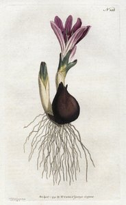 स्प्रिंग बुलबोकोड या कैंपनेट - विलियम कर्टिस की बॉटनिकल मैगज़ीन (1746-1799) से सिडेनहैम एडवर्ड्स (1768-1819) द्वारा लिथोग्राफ द्वारा सिडेनहैम टीस्ट एडवर्ड्स