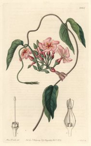 स्टेलर इचिट, ब्राजील के मूल निवासी - बॉटनिकल रजिस्टर से सारा ऐनी ड्रेक (1803-1857) के एक चित्रण से एस। वाट्स द्वारा वाटर फोर्ट द्वारा सिडेनहैम टीस्ट एडवर्ड्स