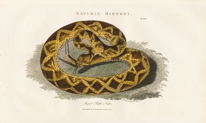  द्वारा सिडेनहैम टीस्ट एडवर्ड्स