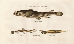  द्वारा सिडेनहैम टीस्ट एडवर्ड्स