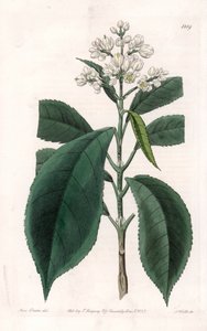 टर्पिनिया वैराइटी - इंग्लैंड के सिडेनहैम एडवर्ड्स (1768-1819) के बॉटनिकल रजिस्टर से सारा ऐनी ड्रेक (1803-1857) के एक चित्रण से एस। वाट्स द्वारा उकेरी गई प्लेट द्वारा सिडेनहैम टीस्ट एडवर्ड्स
