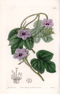 Variete d'Ipomee - इंग्लैंड के सिडेनहैम एडवर्ड्स (1768-1819) के बॉटनिकल रजिस्टर से सारा ऐनी ड्रेक (1803-1857) के एक चित्रण से एस। वाट्स द्वारा उकेरी गई प्लेट द्वारा सिडेनहैम टीस्ट एडवर्ड्स