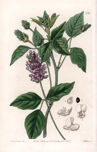 Variete de Psoralea - इंग्लैंड के सिडेनहैम एडवर्ड्स (1768-1819) के बॉटनिकल रजिस्टर से सारा ऐनी ड्रेक (1803-1857) के एक चित्रण से एस। वाट्स द्वारा उत्कीर्ण बोर्ड द्वारा सिडेनहैम टीस्ट एडवर्ड्स