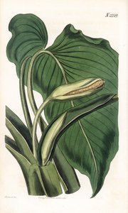 Variete de calla ou arum - सुगंधित कैला, होमालोमेना एरोमेटिका (कैला एरोमेटिका)। सैमुअल कर्टिस की "" बॉटनिकल मैगज़ीन, "" लंदन से सिडेनहैम एडवर्ड्स द्वारा एक चित्रण के बाद वेडेल द्वारा उत्कीर्ण हाथ के रंग का ताम्रपत्र द्वारा सिडेनहैम टीस्ट एडवर्ड्स