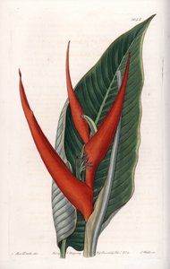 Variete d'heliconia (तथाकथित आटा) - इंग्लैंड के सिडेनहैम एडवर्ड्स (1768-1819) के बॉटनिकल रजिस्टर से सारा ऐनी ड्रेक (1803-1857) के एक चित्रण के आधार पर, S.Watts द्वारा उकेरी गई प्लेट द्वारा सिडेनहैम टीस्ट एडवर्ड्स