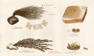  द्वारा सिडेनहैम टीस्ट एडवर्ड्स