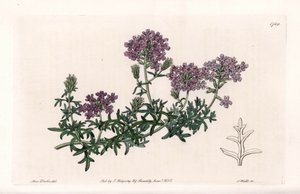 वर्बेना मल्टीफ़ाइड - इंग्लैंड के सिडेनहैम एडवर्ड्स (1768-1819) के बॉटनिकल रजिस्टर से सारा ऐनी ड्रेक (1803-1857) के एक चित्रण से एस। वाट्स द्वारा उकेरा गया। द्वारा सिडेनहैम टीस्ट एडवर्ड्स
