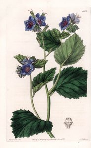विस्कोस फैसिलिया - इंग्लैंड के सिडेनहैम एडवर्ड्स (1768-1819) के बॉटनिकल रजिस्टर से सारा ऐनी ड्रेक (1803-1857) के एक चित्रण से, एस। वाट्स द्वारा उकेरी गई प्लेट द्वारा सिडेनहैम टीस्ट एडवर्ड्स