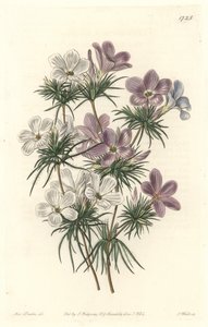 सफेद और बैंगनी लेप्टोसिफॉन - बॉटनिकल रजिस्टर से सारा ऐनी ड्रेक (1803-1857) के एक चित्रण से एस। वाट्स द्वारा मजबूत पानी द्वारा सिडेनहैम टीस्ट एडवर्ड्स