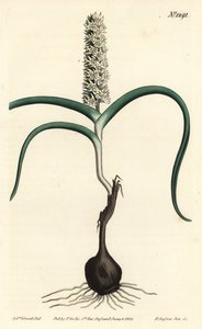 Wurmbea monopetala (कई-फूल वाले मेलेंथियम, मेलांथियम मोनोपेटलम)। विलियम कर्टिस की बॉटनिकल मैगज़ीन, टी. कर्टिस, लंदन से सिडेनहैम एडवर्ड्स के एक चित्रण के बाद एफ. सनसोम जूनियर द्वारा उत्कीर्ण हाथ के रंग का ताम्रपत्र द्वारा सिडेनहैम टीस्ट एडवर्ड्स