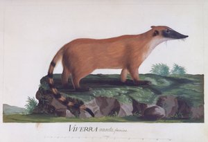 विवरा नासुता की महिला, सिडनी पार्किंसन द्वारा रंगीन उत्कीर्णन (सीए 1745-1771)