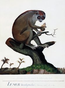लेमुर धीमा