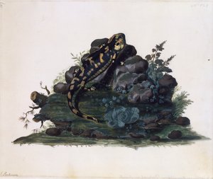 समन्दर, सिडनी पार्किंसन द्वारा जल रंग (सीए 1745-1771), यूके