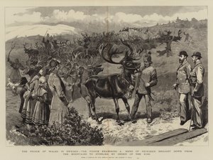 स्वीडन में वेल्स के राजकुमार, हिरन के झुंड की जांच करने वाला राजकुमार, ऑर्डर ऑफ द किंग द्वारा पर्वतों से स्टोरलीन तक लाया गया