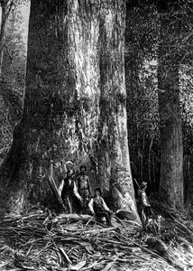 विशालकाय नीलगिरी, ऑस्ट्रेलिया, 1886