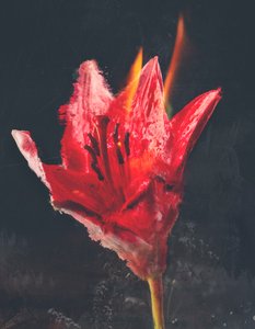  द्वारा टीस अल्बर्स