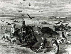 मैदानों पर भैंस का वध, हार्पर्स वीकली 1872 से