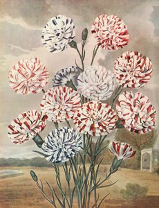 Picotees, c1802-1821, 1948।