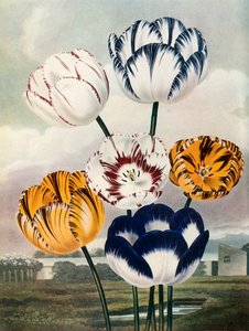 ट्यूलिप, c1802-1821, 1948।